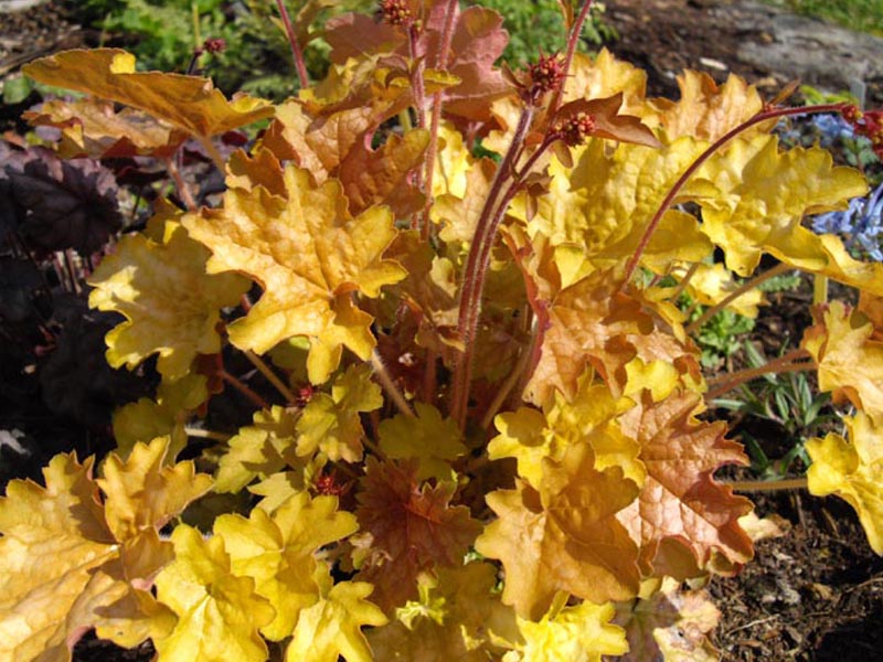 Heuchera 'Ginger Ale' en fleurs dans un jardin à mi-ombre